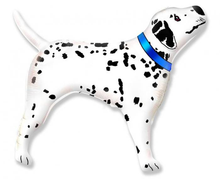 Pies dalmatyńczyk w niebieskim balon foliowy 24''