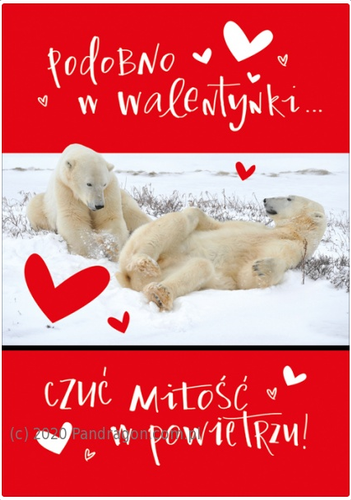 Kartka okolicznościowa Walentynki "Podobno w Walentynki czuć miłość w powietrzu" Misie polarne