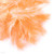 Apricot - Morelowy