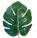Liść palmowy monstera do dekoracji 1 szt.