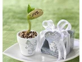 Fasolka LOVE w doniczce