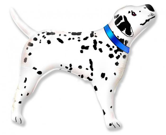 Pies dalmatyńczyk w niebieskim balon foliowy 24''